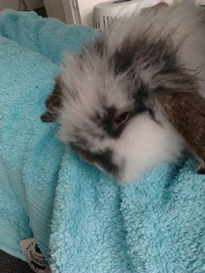 Kanin *Arne* (aflivet) billede 7