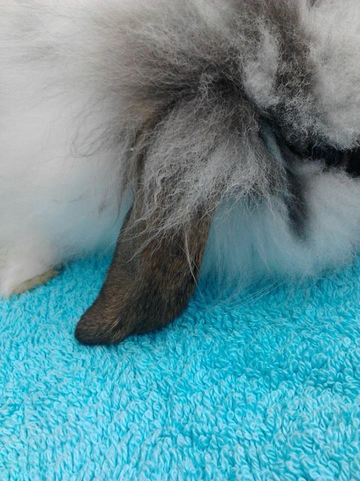 Kanin *Arne* (aflivet) billede 8