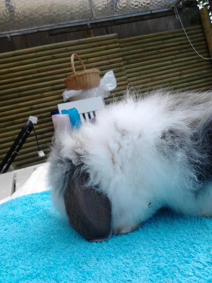 Kanin *Arne* (aflivet) billede 9