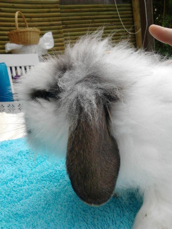 Kanin *Arne* (aflivet) billede 1