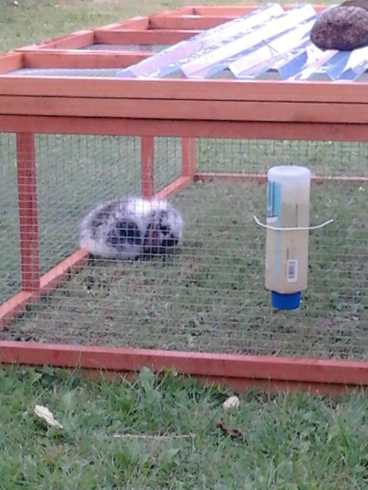 Kanin *Arne* (aflivet) billede 2