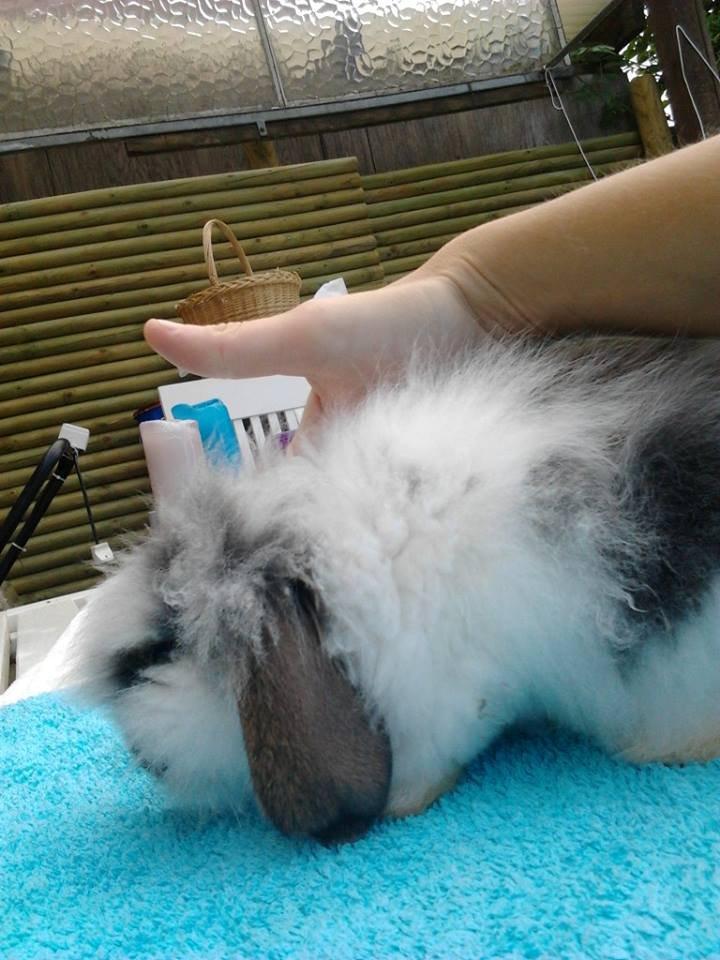 Kanin *Arne* (aflivet) billede 10