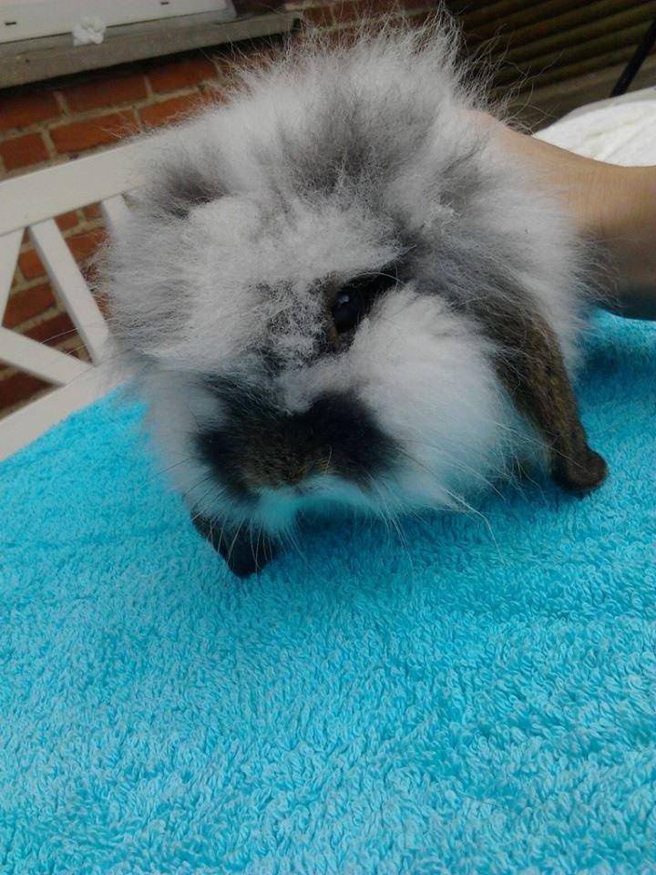 Kanin *Arne* (aflivet) billede 11