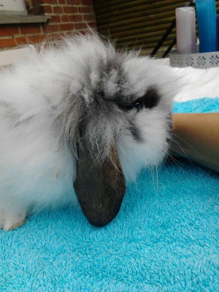 Kanin *Arne* (aflivet) billede 12