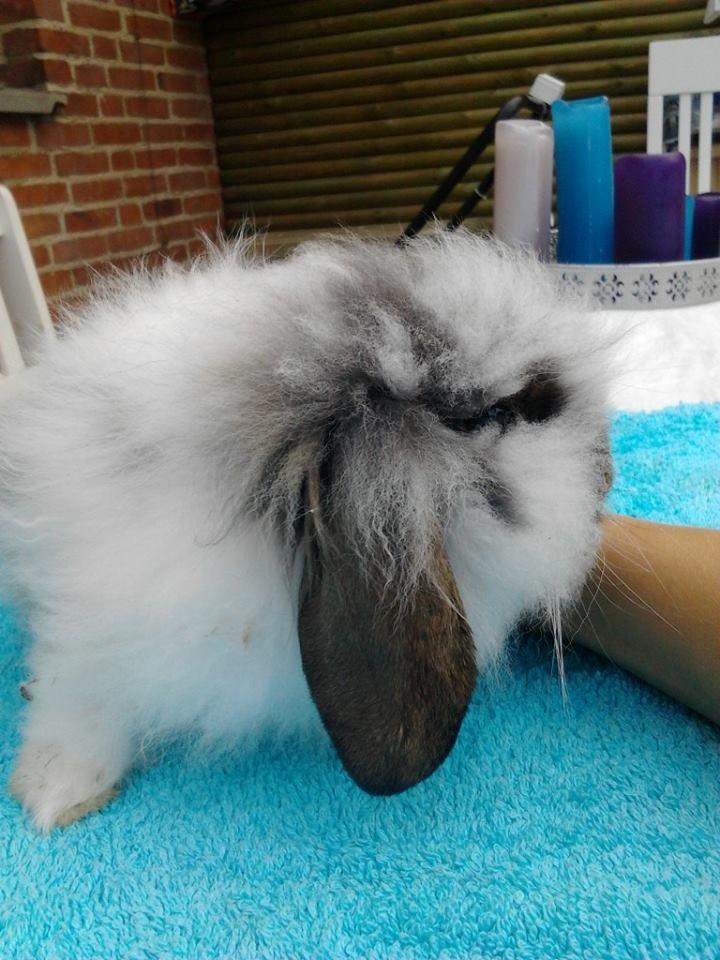 Kanin *Arne* (aflivet) billede 13