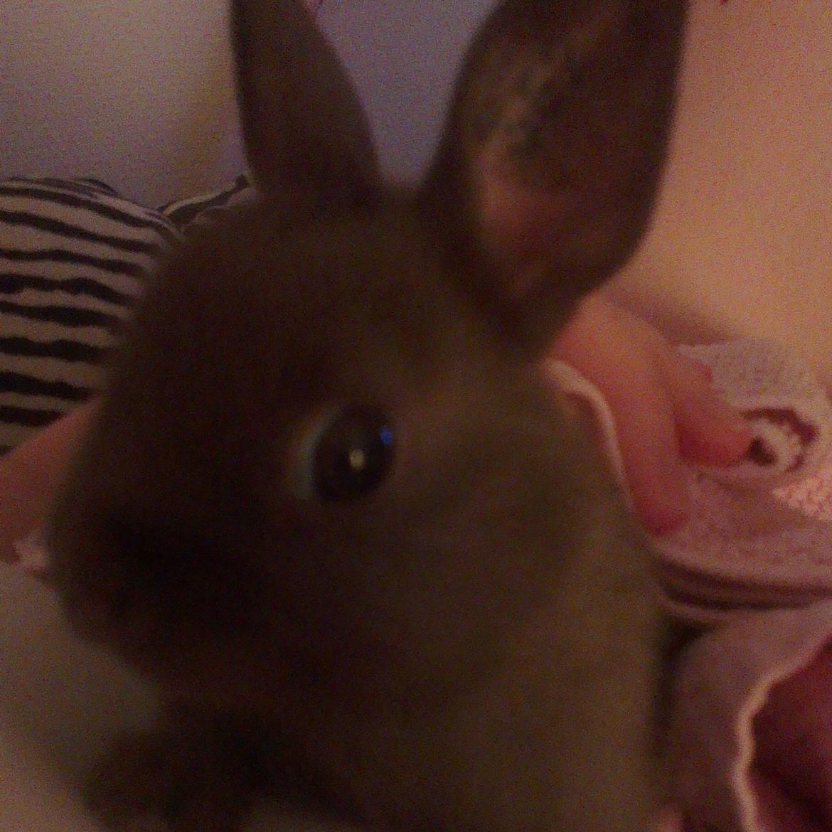 Kanin Merle billede 1