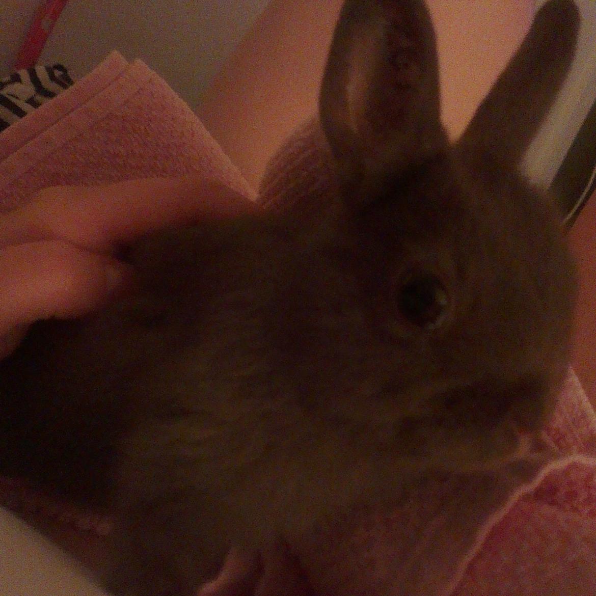 Kanin Merle billede 2