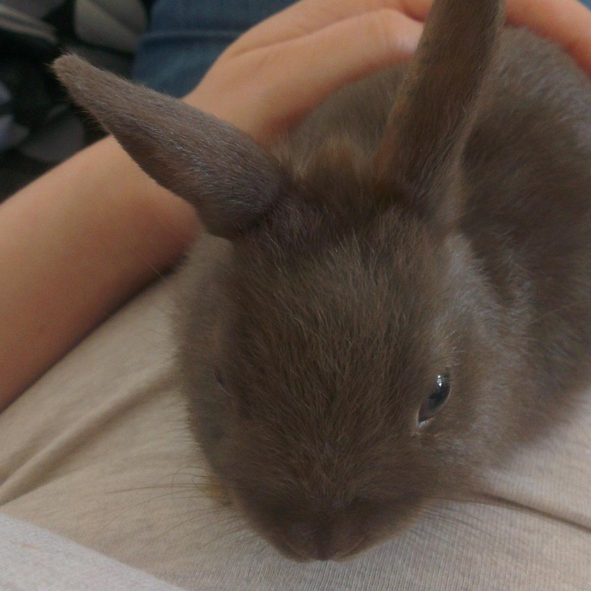 Kanin Merle billede 3