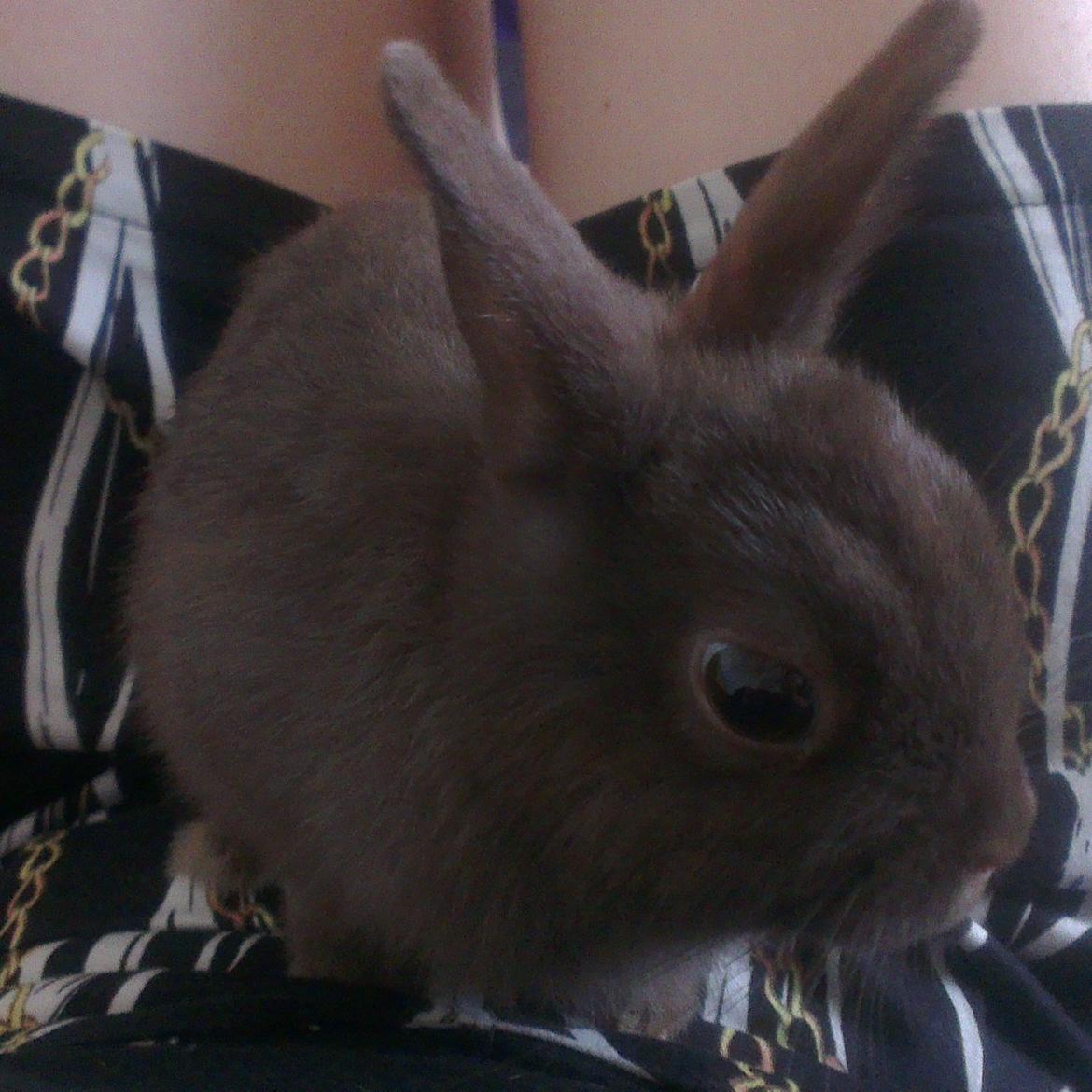 Kanin Merle billede 4