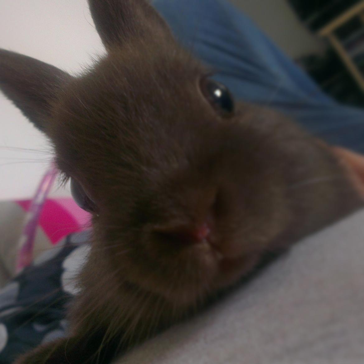 Kanin Merle billede 5