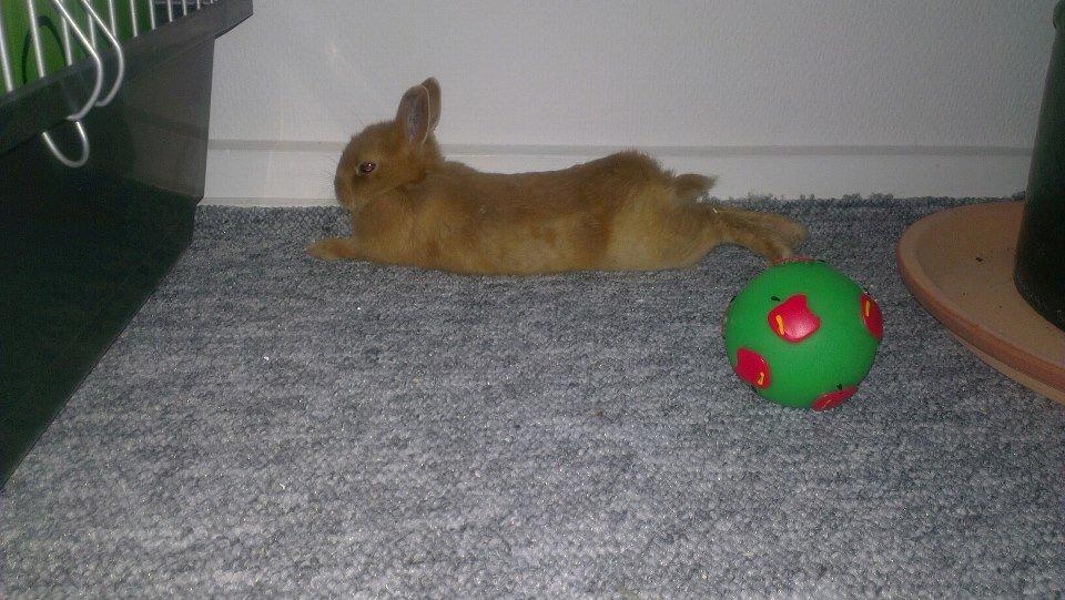 Kanin Luke billede 18