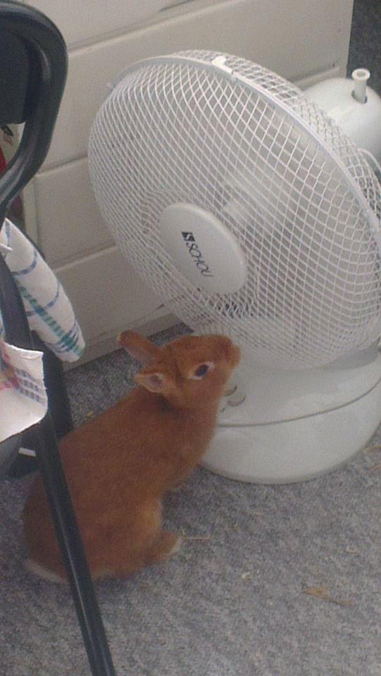 Kanin Luke - Den er bare god, når det er varmt! billede 19