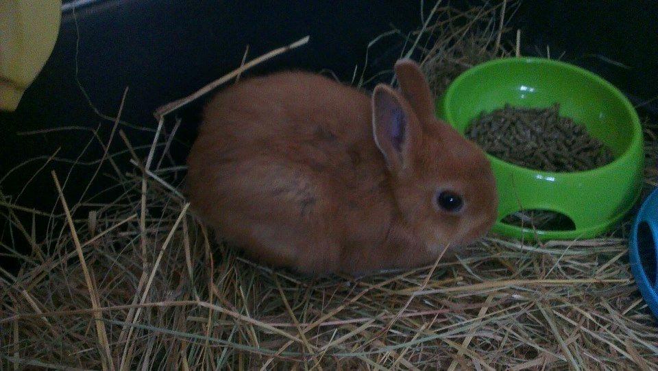 Kanin Luke billede 20