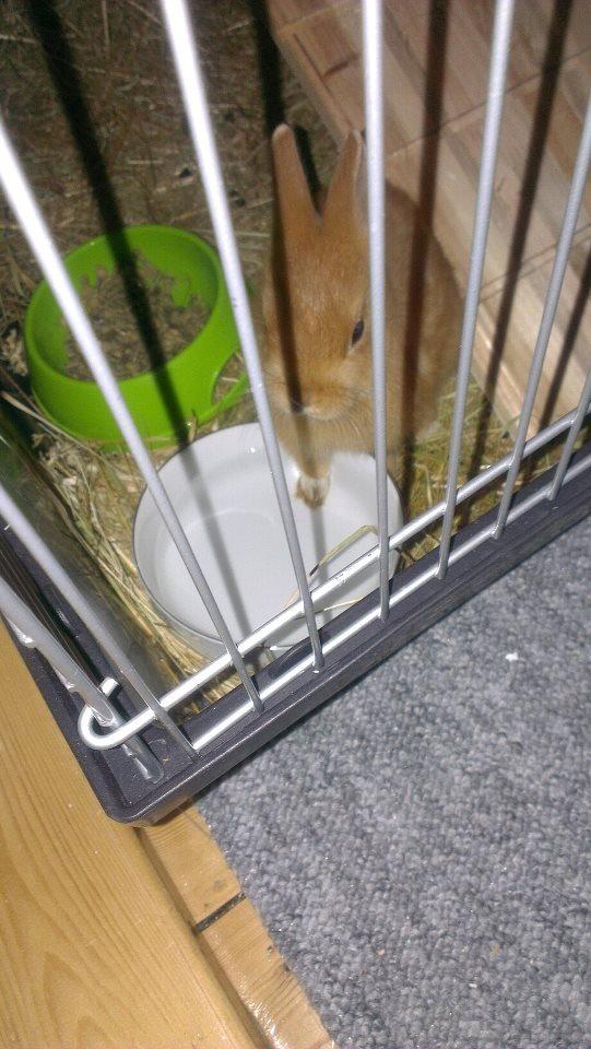 Kanin Luke - Sådan her, kan Luke stå i flere timer! Han elsker at vaske sine små poter! billede 21