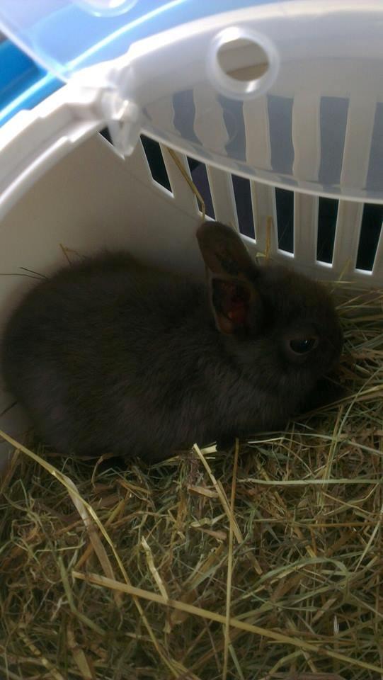 Kanin Merle billede 6