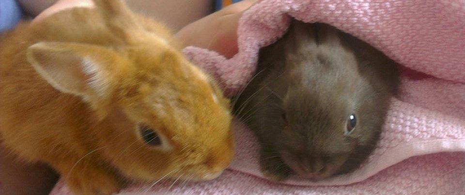 Kanin Merle billede 7