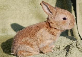 Kanin Reklingsholms Gt Ch Tabasco billede 5