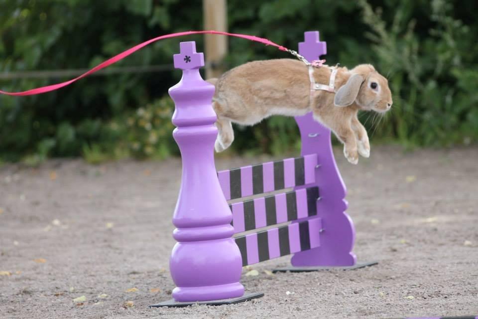 Kanin Reklingsholms Gt Ch Tabasco billede 1