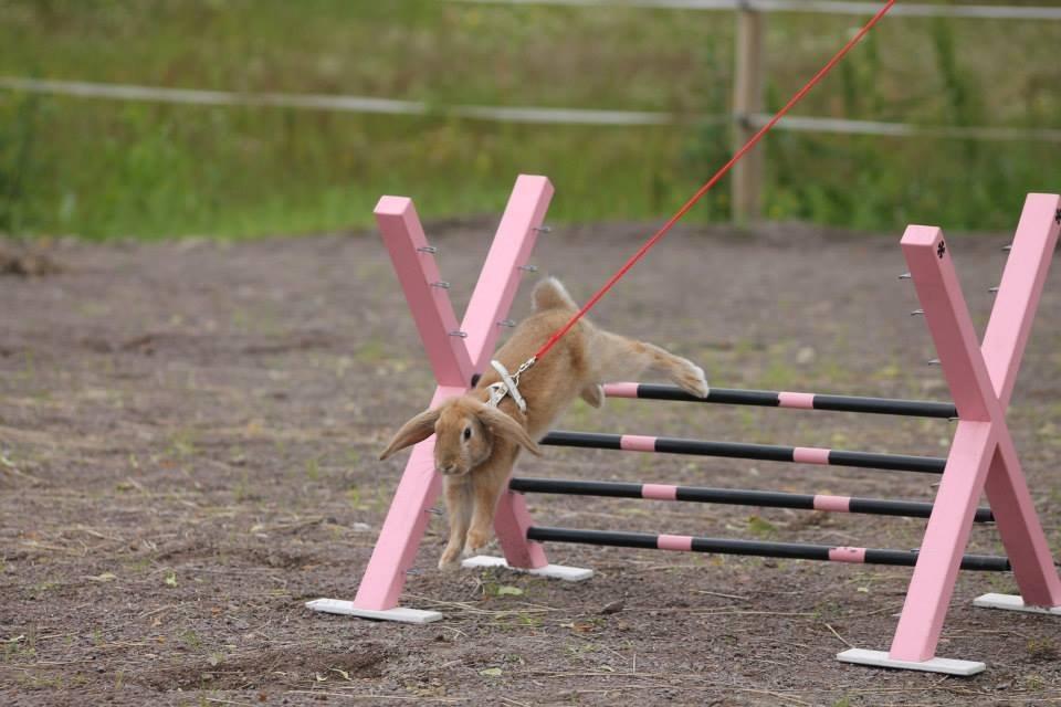 Kanin Reklingsholms Gt Ch Tabasco billede 2