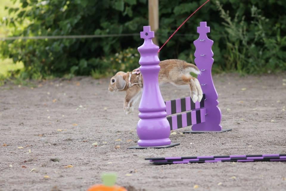 Kanin Reklingsholms Gt Ch Tabasco billede 3