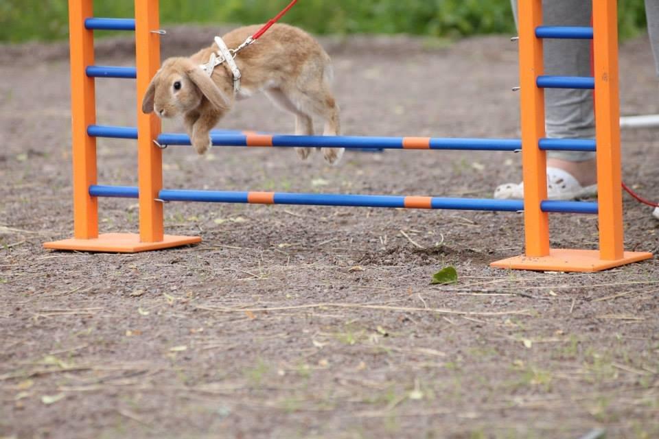 Kanin Reklingsholms Gt Ch Tabasco billede 4