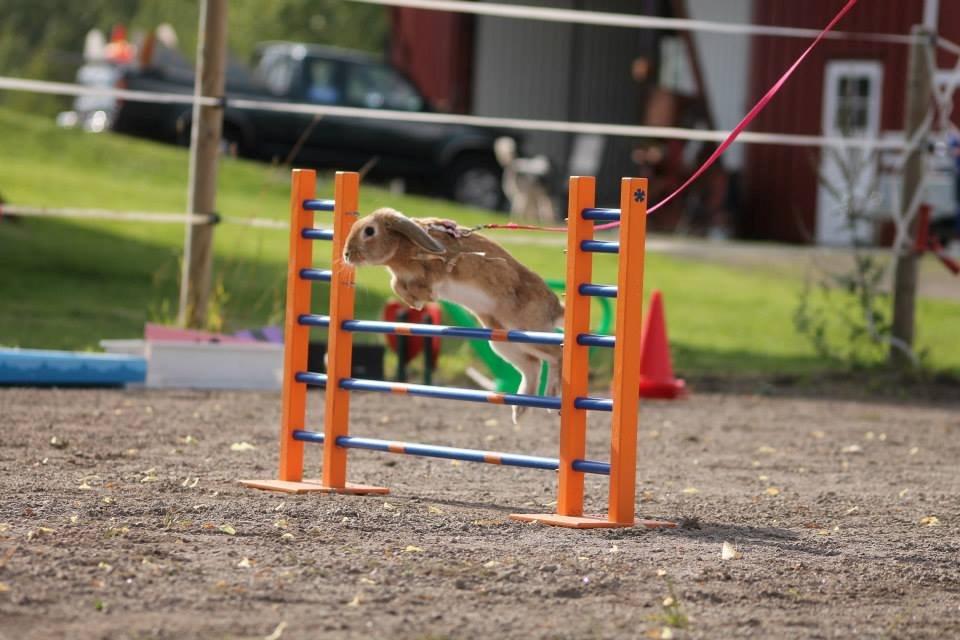 Kanin Reklingsholms Gt Ch Tabasco billede 6