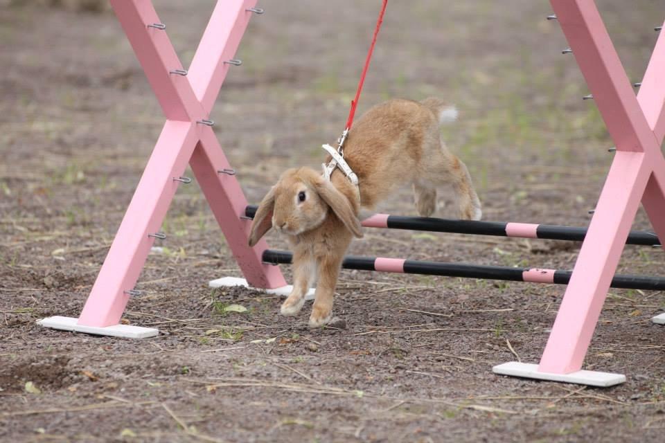 Kanin Reklingsholms Gt Ch Tabasco billede 7