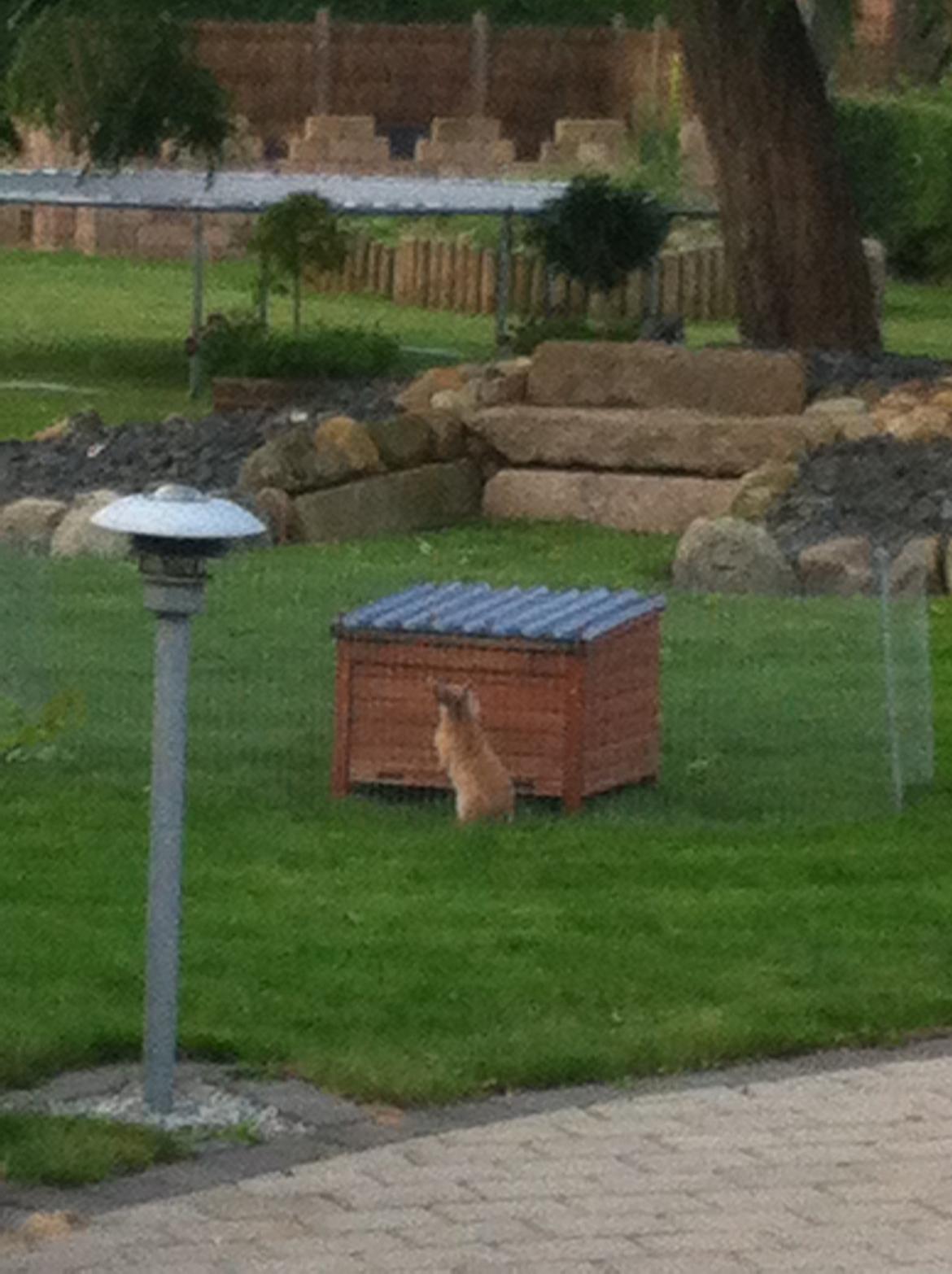 Kanin Sniffe billede 18