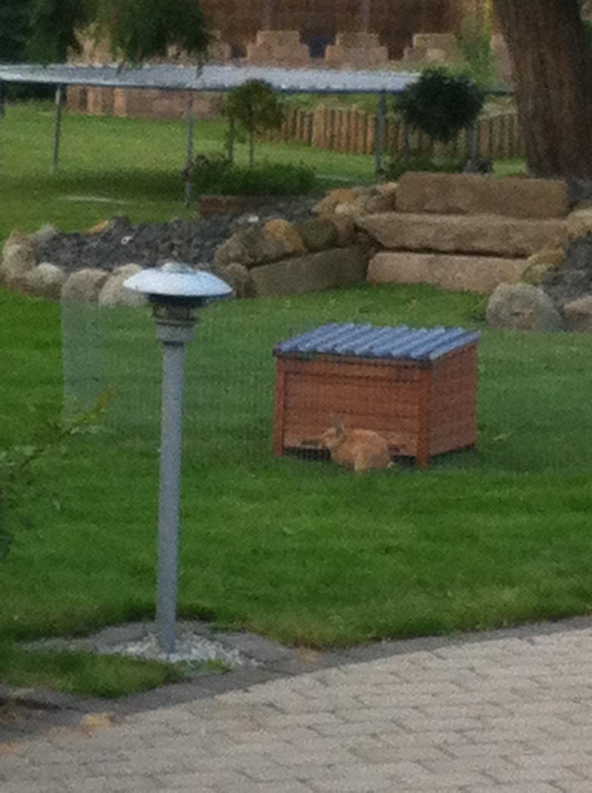 Kanin Sniffe billede 20