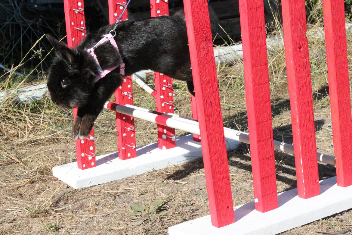 Kanin l Tinto l billede 15