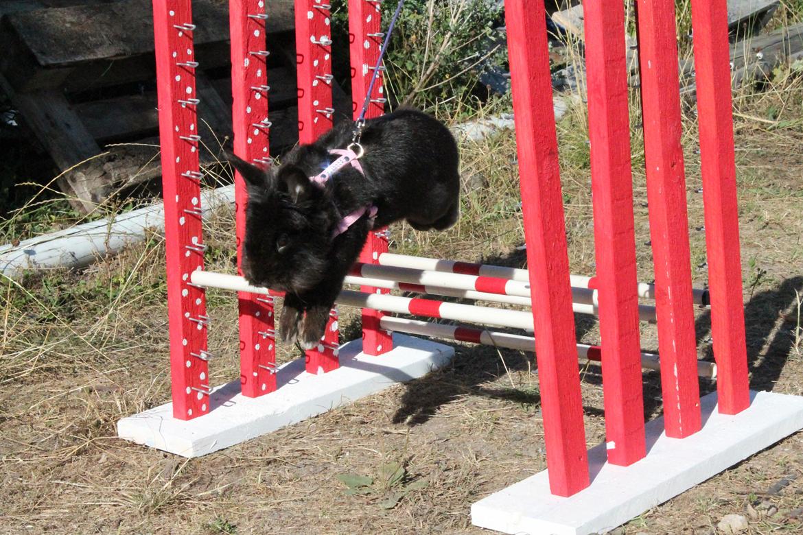 Kanin l Tinto l billede 17