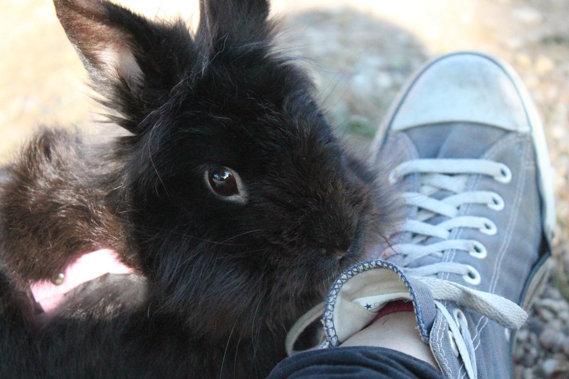 Kanin l Tinto l billede 18