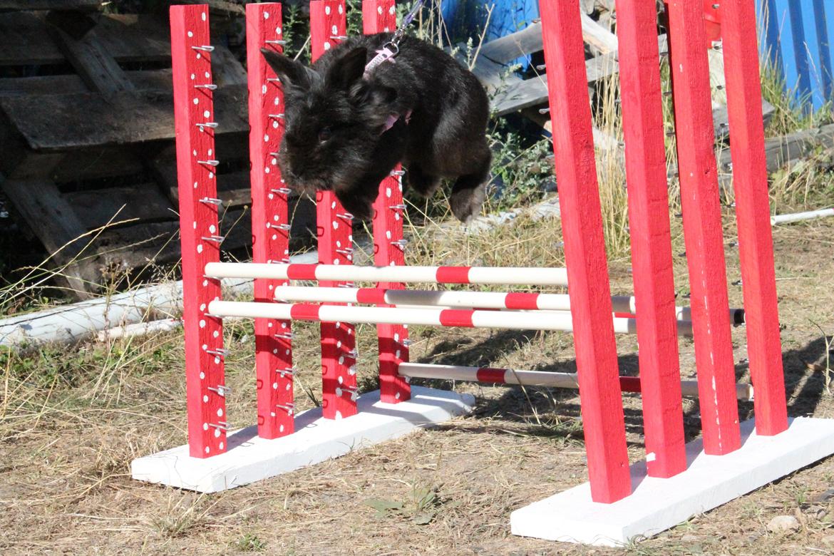 Kanin l Tinto l billede 19