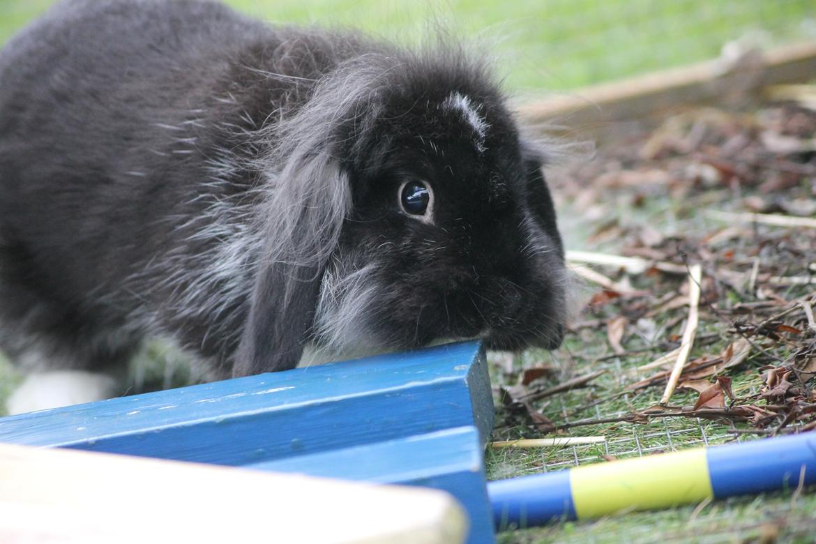 Kanin Sunsides Power of Fire billede 10