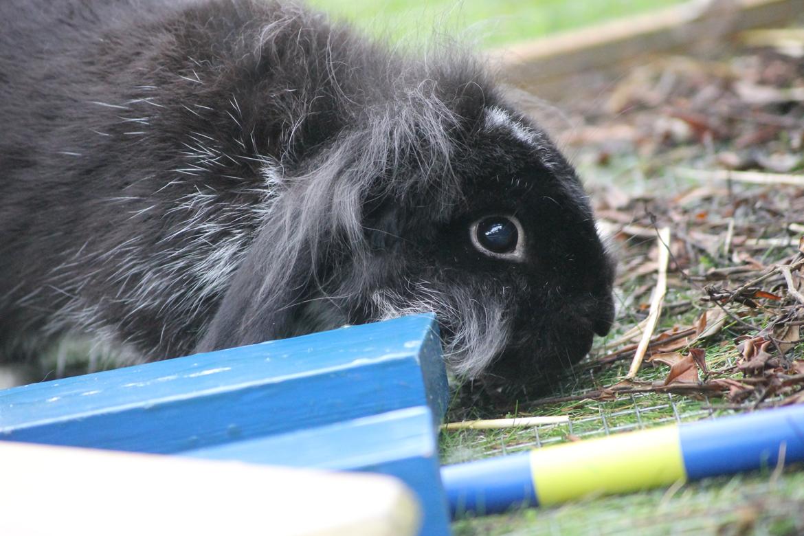 Kanin Sunsides Power of Fire billede 11