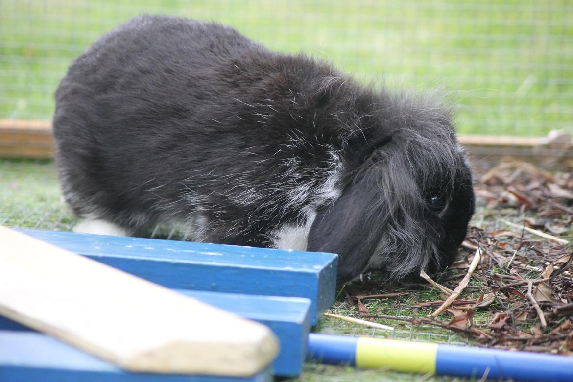 Kanin Sunsides Power of Fire billede 12