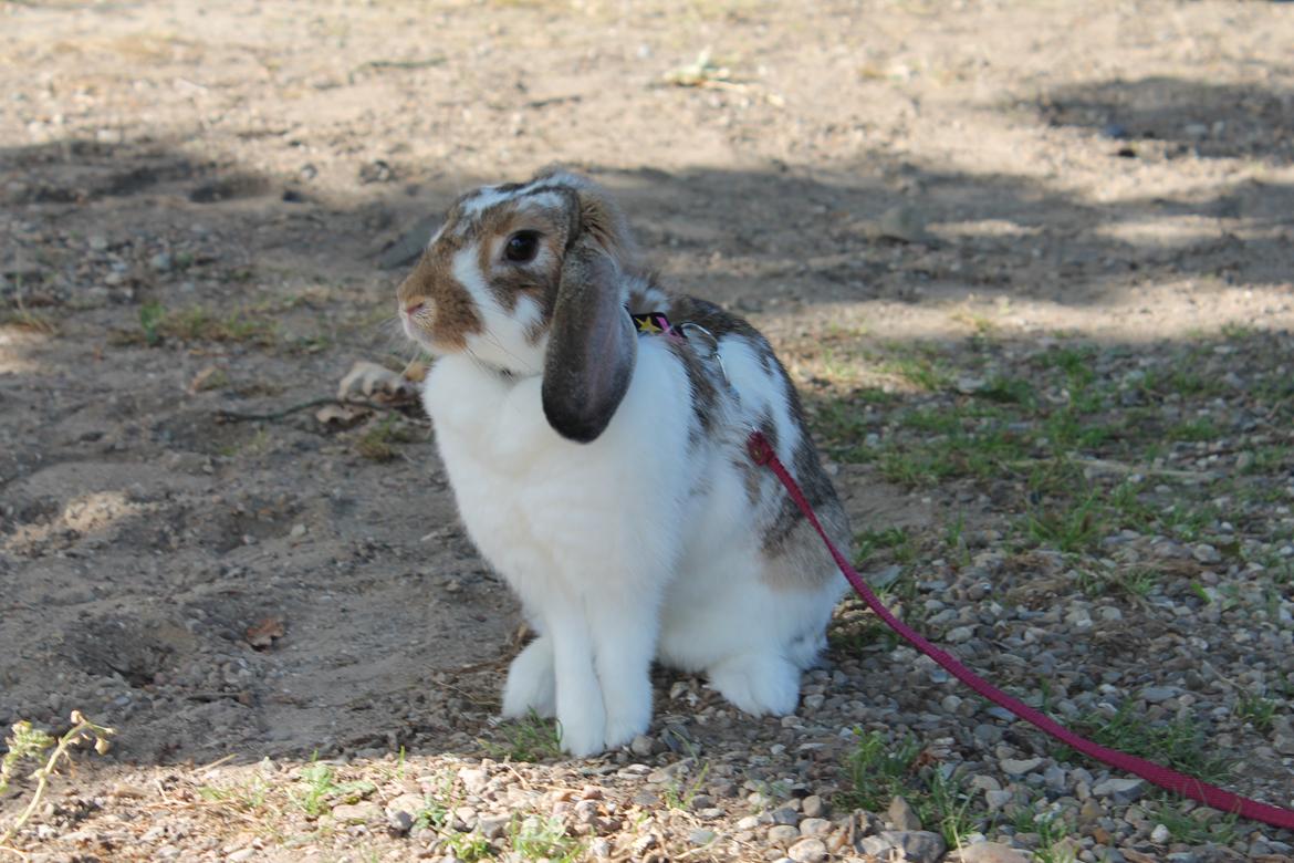 Kanin Strandvejs Toffifee billede 2