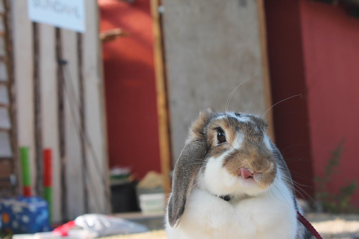 Kanin Strandvejs Toffifee billede 3