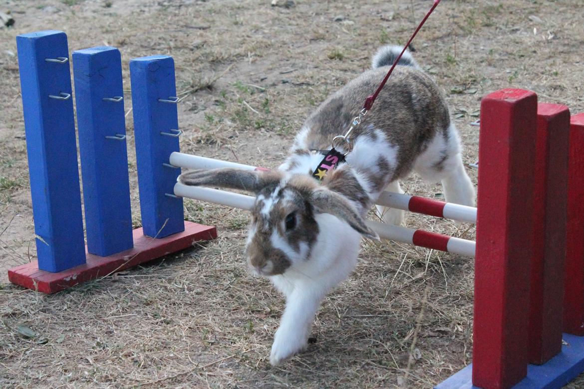 Kanin Strandvejs Toffifee billede 4