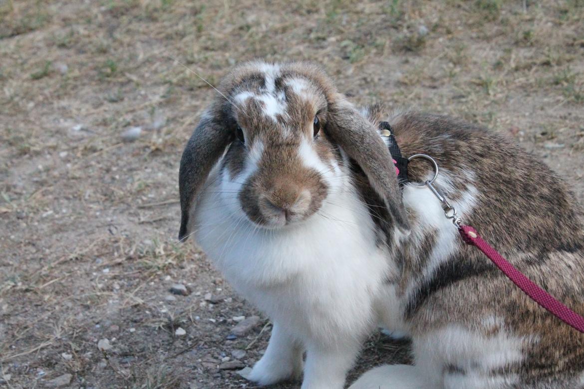 Kanin Strandvejs Toffifee billede 5