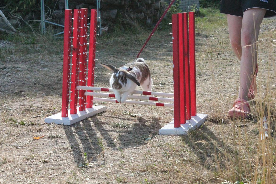 Kanin Strandvejs Toffifee billede 6