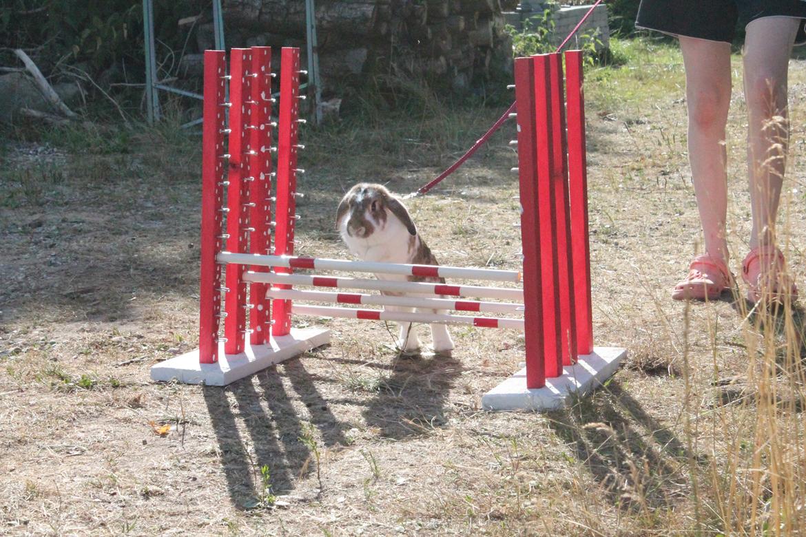 Kanin Strandvejs Toffifee billede 7