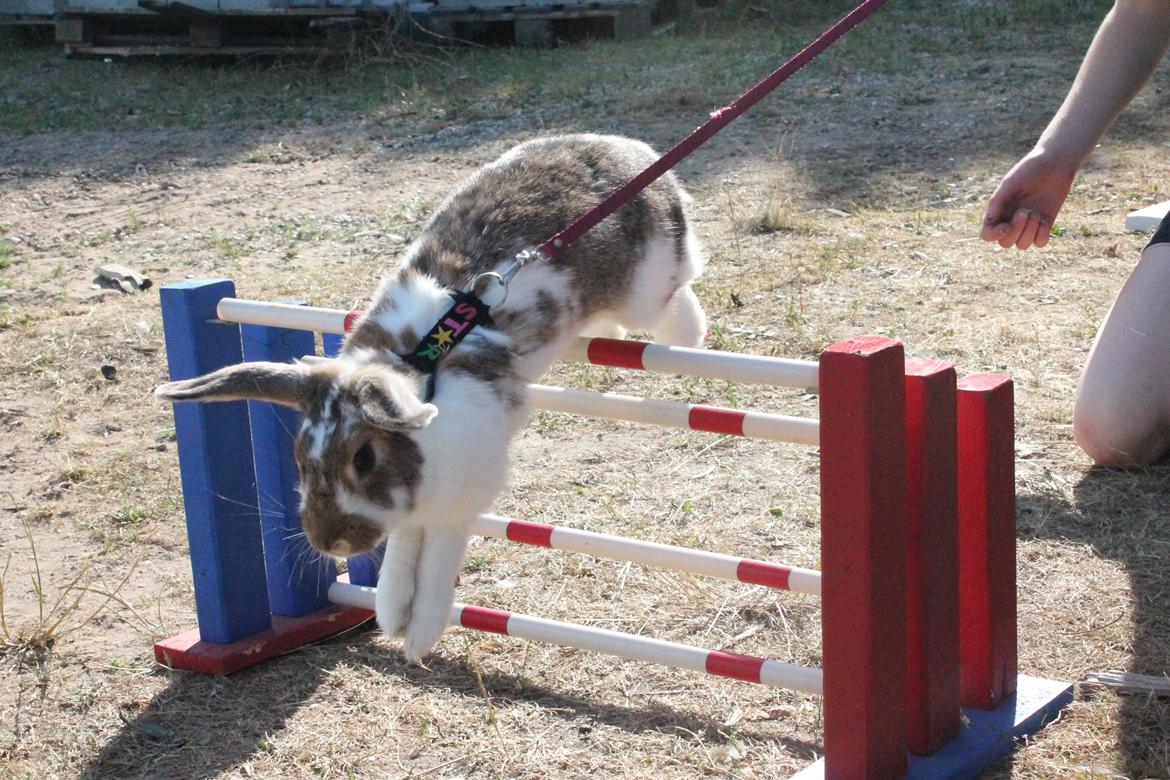 Kanin Strandvejs Toffifee billede 8