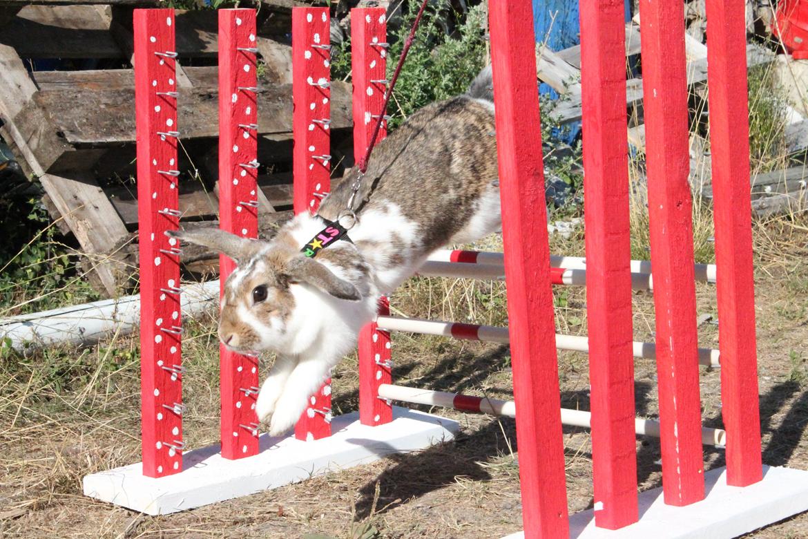 Kanin Strandvejs Toffifee billede 9