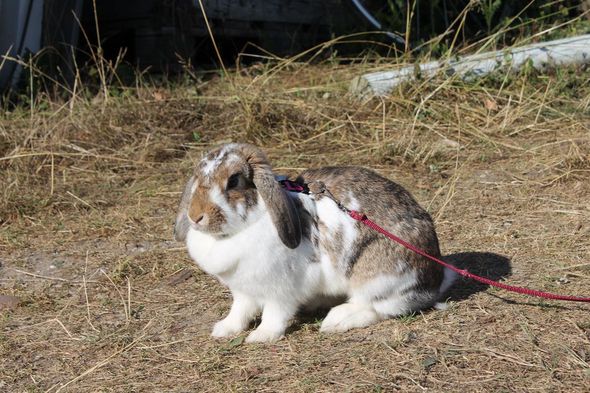 Kanin Strandvejs Toffifee billede 10