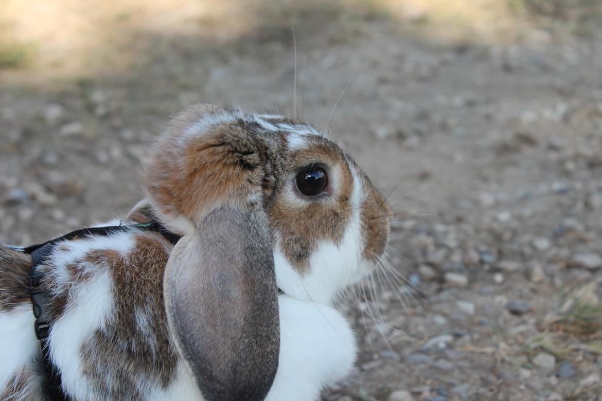 Kanin Strandvejs Toffifee billede 11