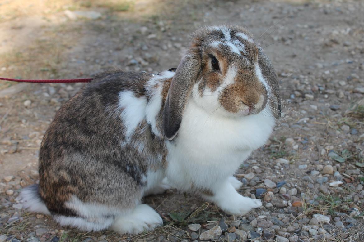 Kanin Strandvejs Toffifee billede 12