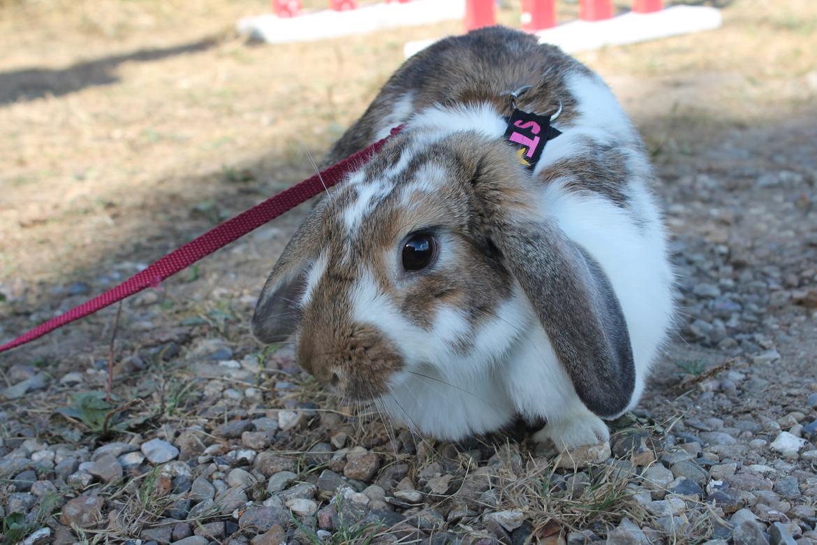 Kanin Strandvejs Toffifee billede 13