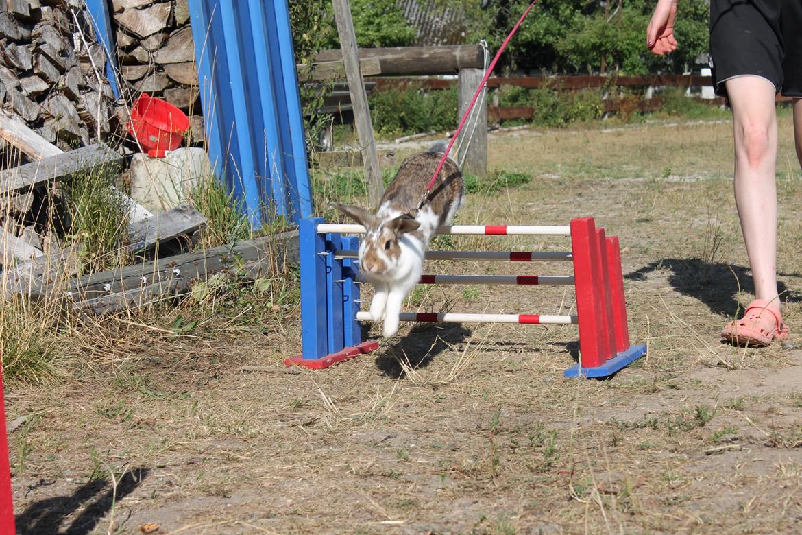 Kanin Strandvejs Toffifee billede 14