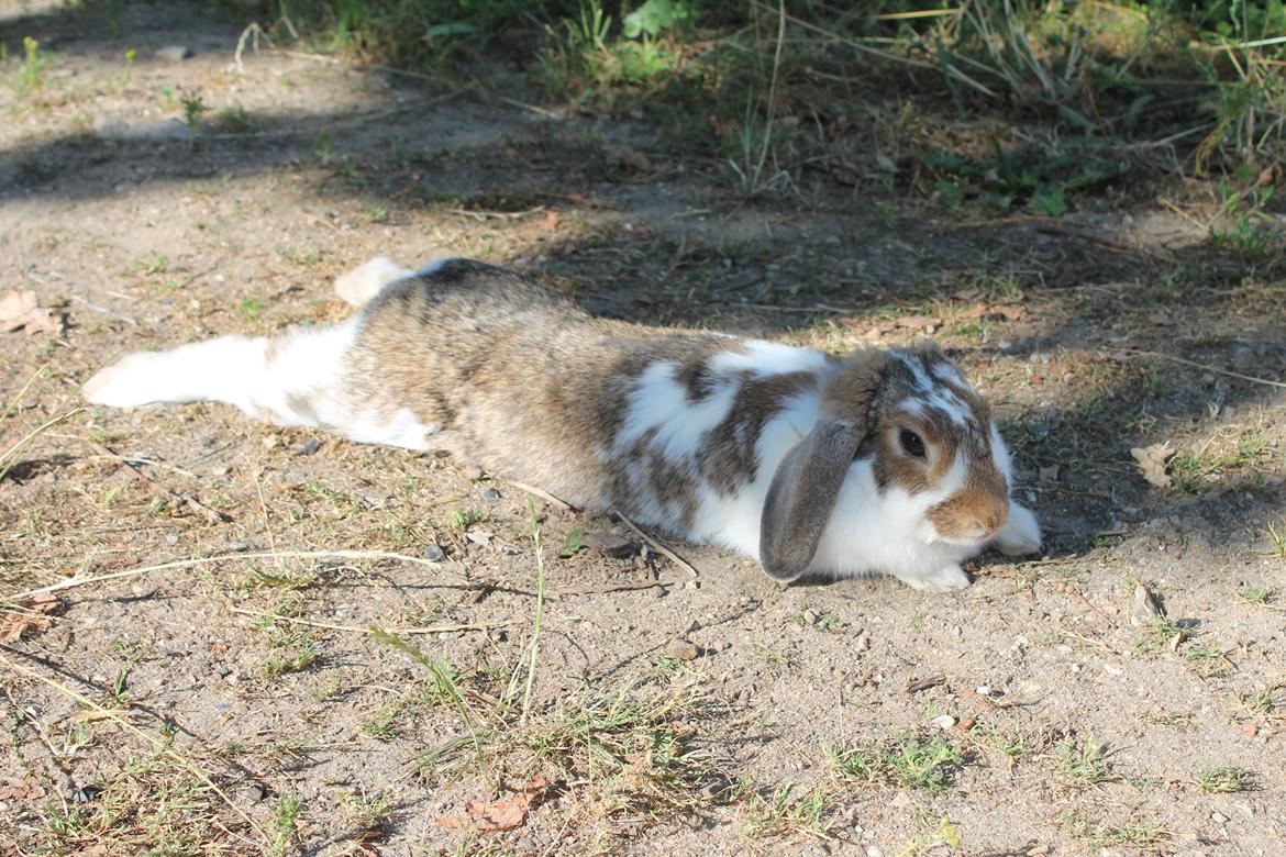 Kanin Strandvejs Toffifee billede 15